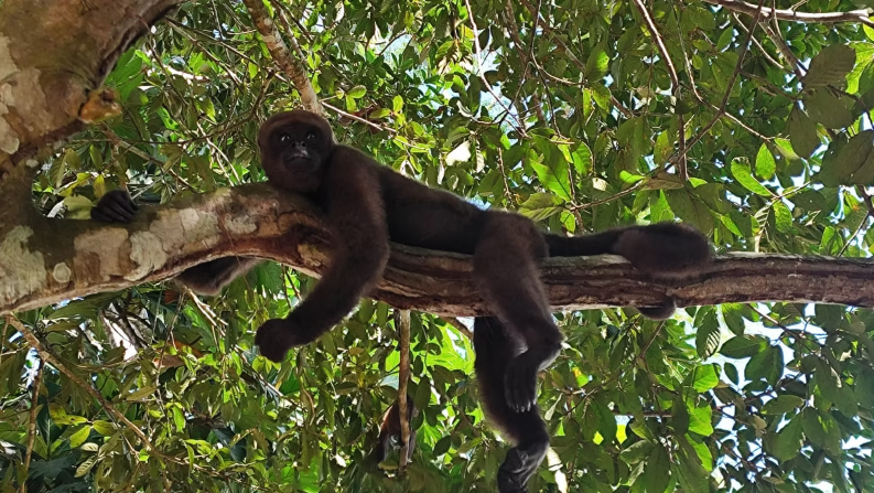 Monkey encounter during the 4 Days 3 Nights Amazon program