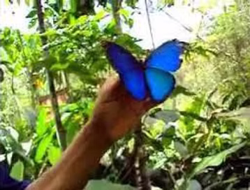 Amazon wildlife during the Bay Tour